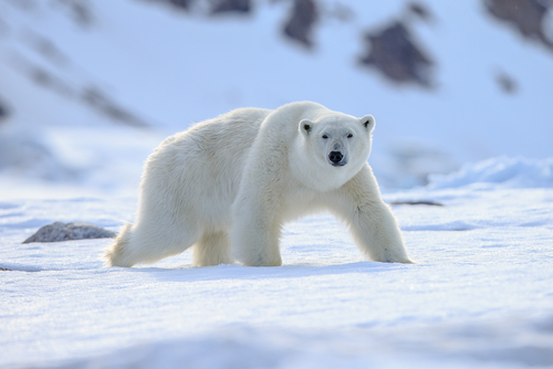 길고 흰 털을 가진 북극곰. 사진/셔터스톡