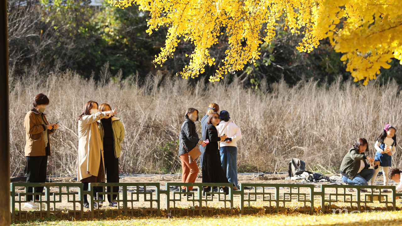 반계리 은행나무는 웅장한 크기와 아름다운 모습으로 매년 가을 관광객들의 발길을 사로잡고 있다. (사진=박지영 기자)
