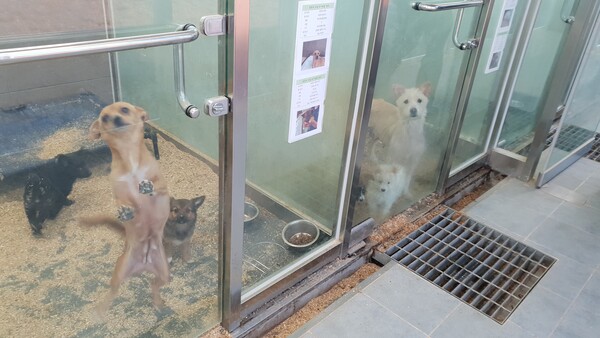 지난 12일 춘천동물보호센터 내 견사에서 유기동물들이 입양인을 기다리고 있다. (사진=윤왕근 기자)