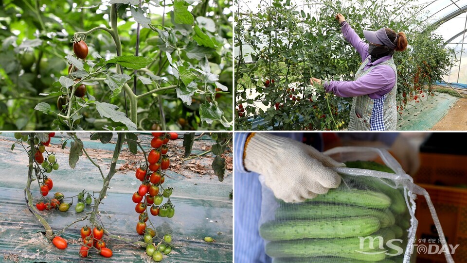 최근 춘천 신북읍의 토마토와 오이 생산 농가. (사진=박지영 기자)