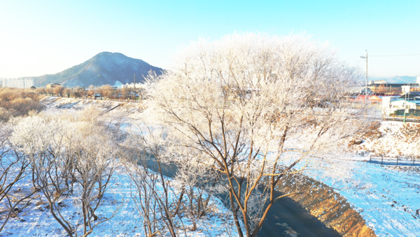 춘천 소양3교 부근 나무에 하얀 얼음꽃이 활짝 피어나 환상적인 풍경을 보여주고 있다. (사진=박지영 기자)