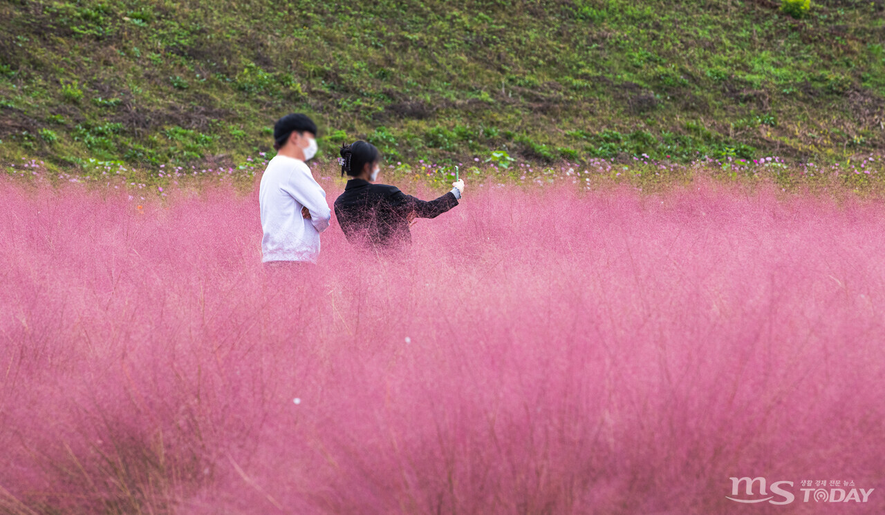 15일 춘천시 신북읍 한 카페에 조성된 핑크뮬리 단지를 찾은 관광객이 사진을 찍으며 가을 정취를 만끽하고 있다. (사진=이정욱 기자)