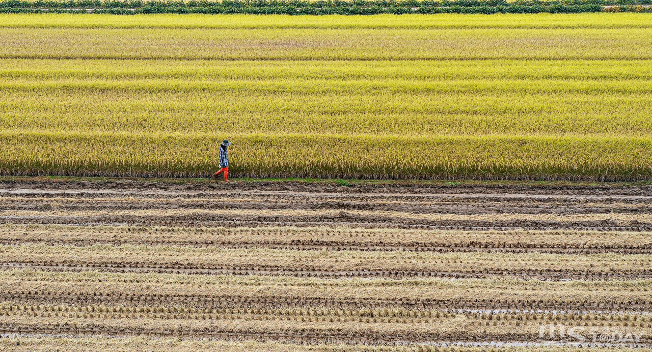 15일 춘천시 신사우동의 농촌현장에서 한 농업인이 가을 추수를 준비하고 있다. (사진=이정욱 기자)