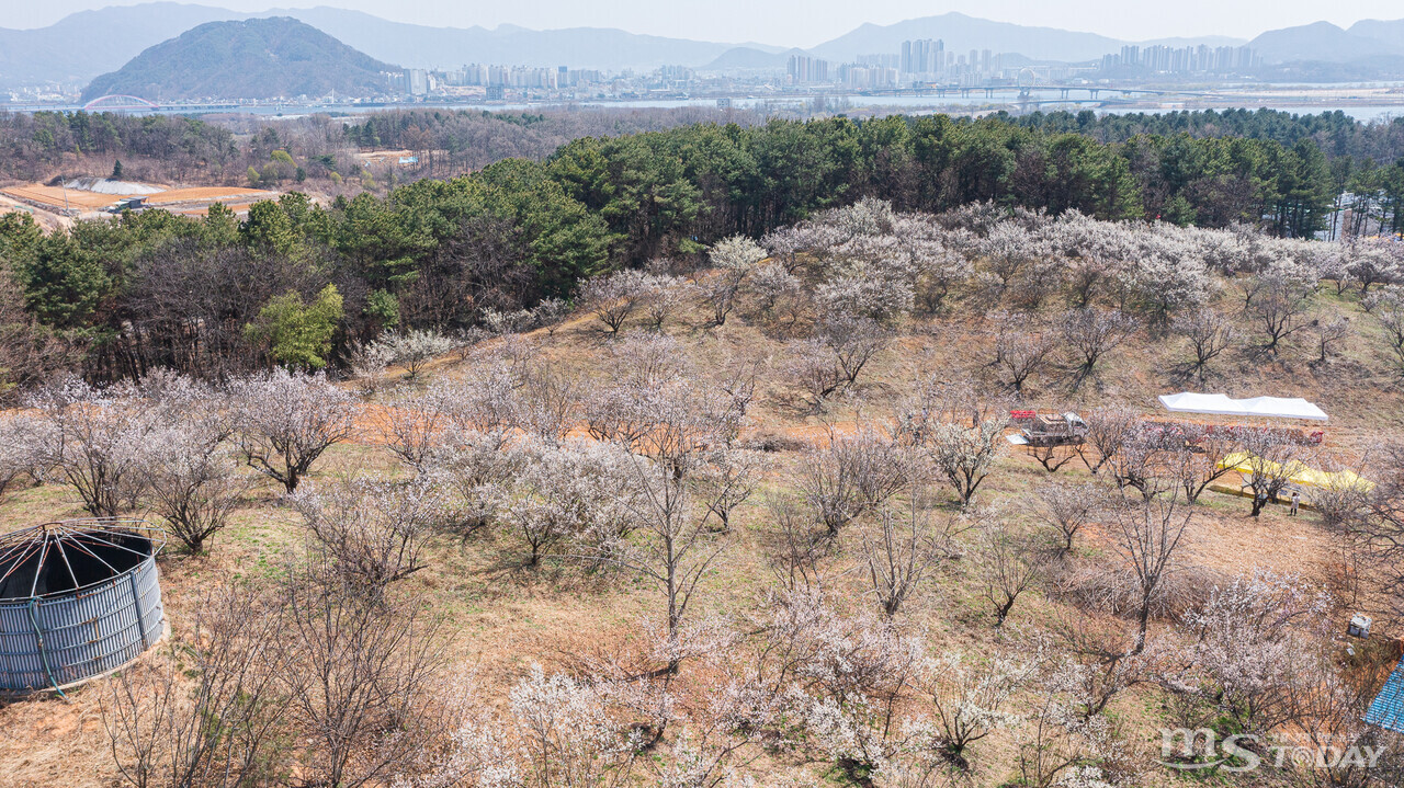 8일 춘천시 서면 점말촌에 400여 그루의 매화나무 꽃이 흐드러지게 펴 봄기운을 물씬 풍기고 있다.