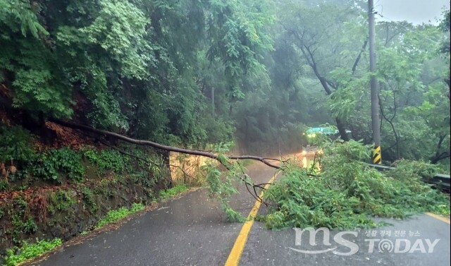 지난 23일 춘천시 신북읍 천전리 도로에 나무가 쓰러지는 피해가 발생했다. (사진=강원소방본부 제공)