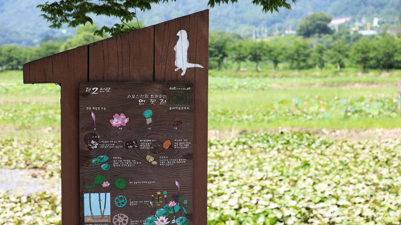 '서오지리 연꽃단지'는 화천군과 주민들이 2010년부터 조성한 곳으로 은은한 연꽃향기를 따라 산책할 수 있다. (사진=박지영 기자)