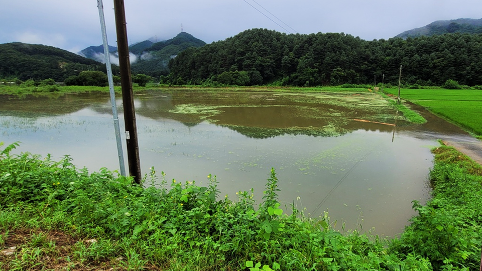 춘천 남면에 있는 논이 폭우로 인해 물에 잠겨있다. (사진=남면 행정복지센터)