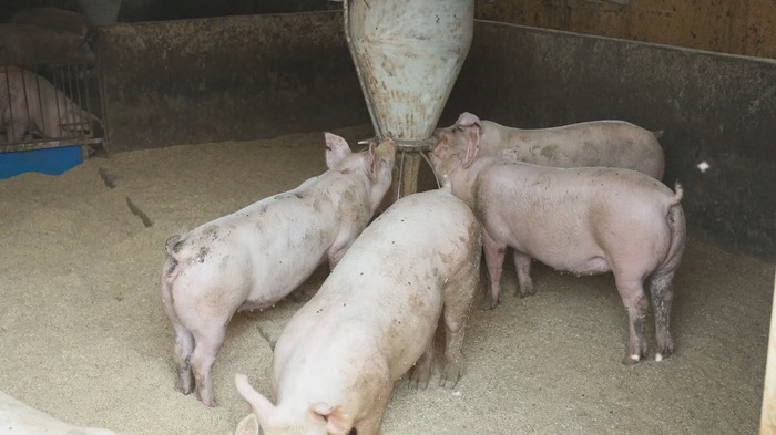 19일 춘천의 한 돼지농장에서 아프리카돼지열병(ASF)이 발생했다. (사진=연합뉴스)