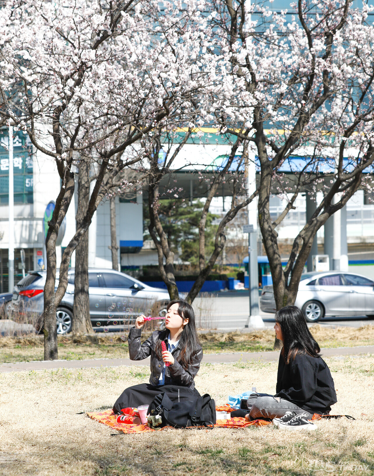 완연한 봄 날씨를 보인 27일 춘천 공지천조각공원. 상춘객들이 꽃이 만개한 매화나무 아래서 봄의 정취를 만끽하고 있다. 