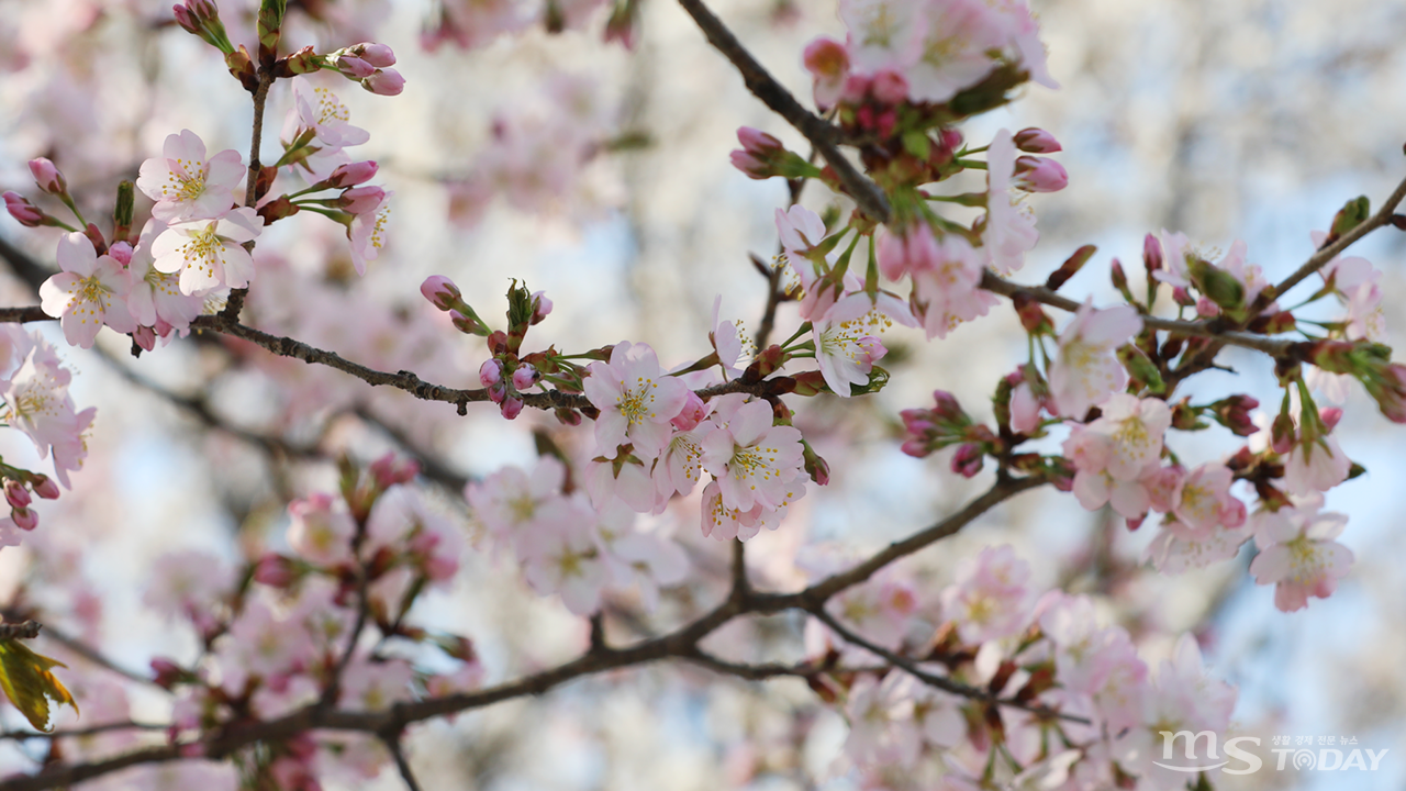 봄 기운을 물씬 느끼게 하는 벚꽃은 '삶의 아름다움'이라는 꽃말을 갖고 있다. (사진=박지영 기자)