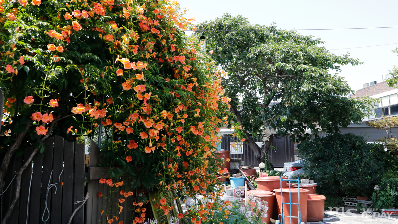 능소화는 한때 양반집 마당에만 심을 수 있어 '양반꽃'이라고 부르기도 한다. (사진=박지영 기자)