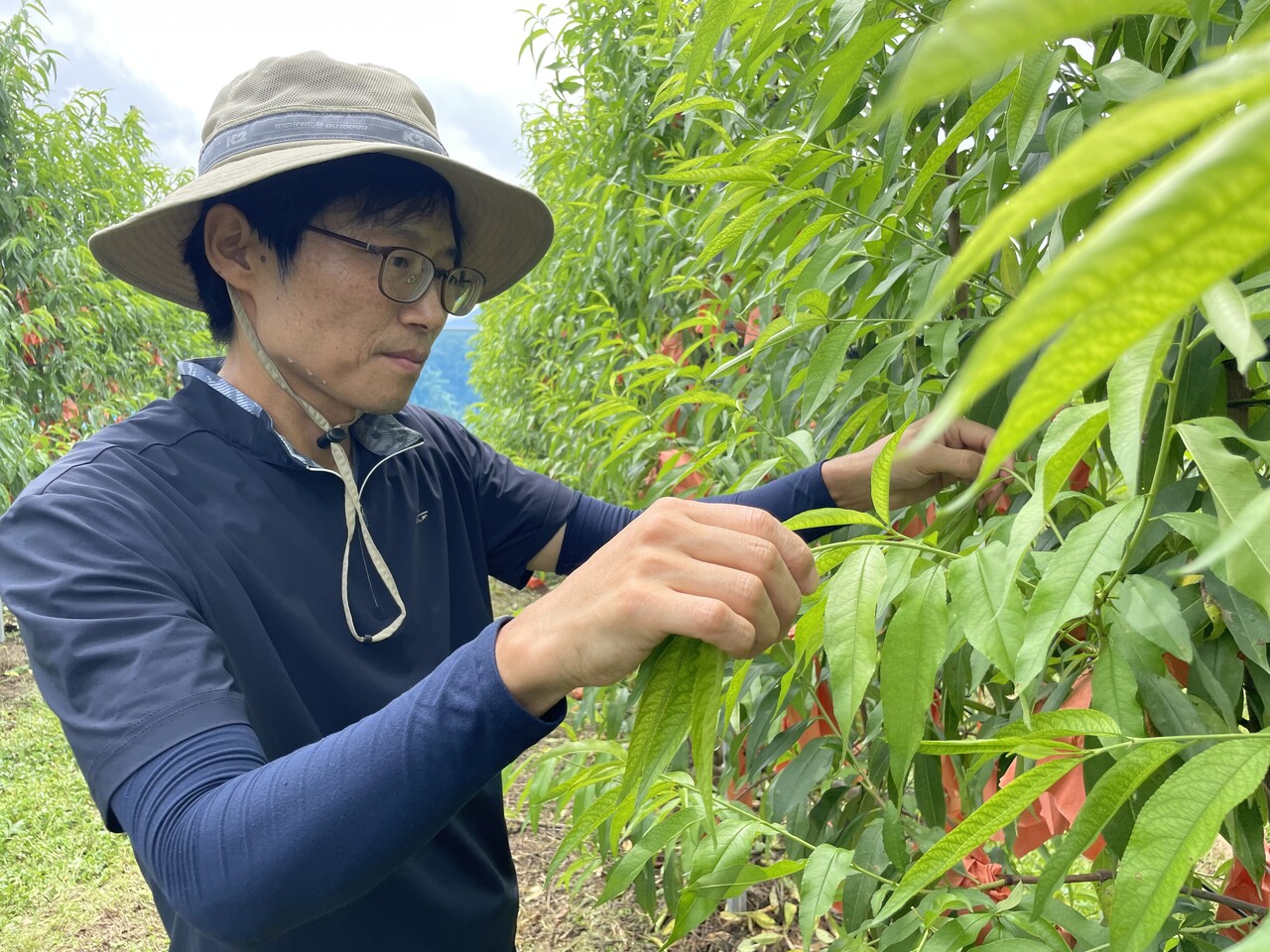 선주영 즐거운농원 대표가 다축 평면 수형 기술로 재배 중인 복숭아 나무를 살펴보고 있다. (사진=권소담 기자) 
