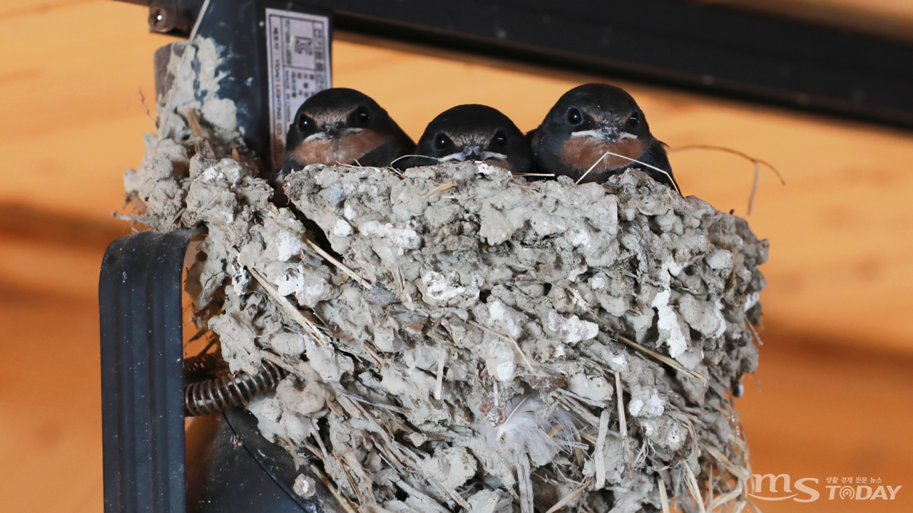 소양강스카이워크 지하보도 조명에 반가운 손님인 제비들이 둥지를 틀고 앉아있다. (사진=박지영 기자)