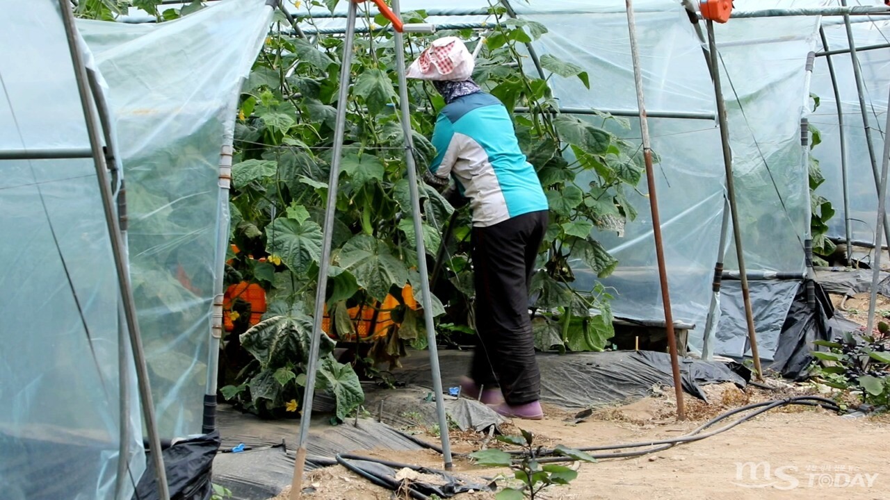 춘천의 한 오이 농가가 비닐 하우스를 점검하고 있다. (사진=MS투데이 DB)