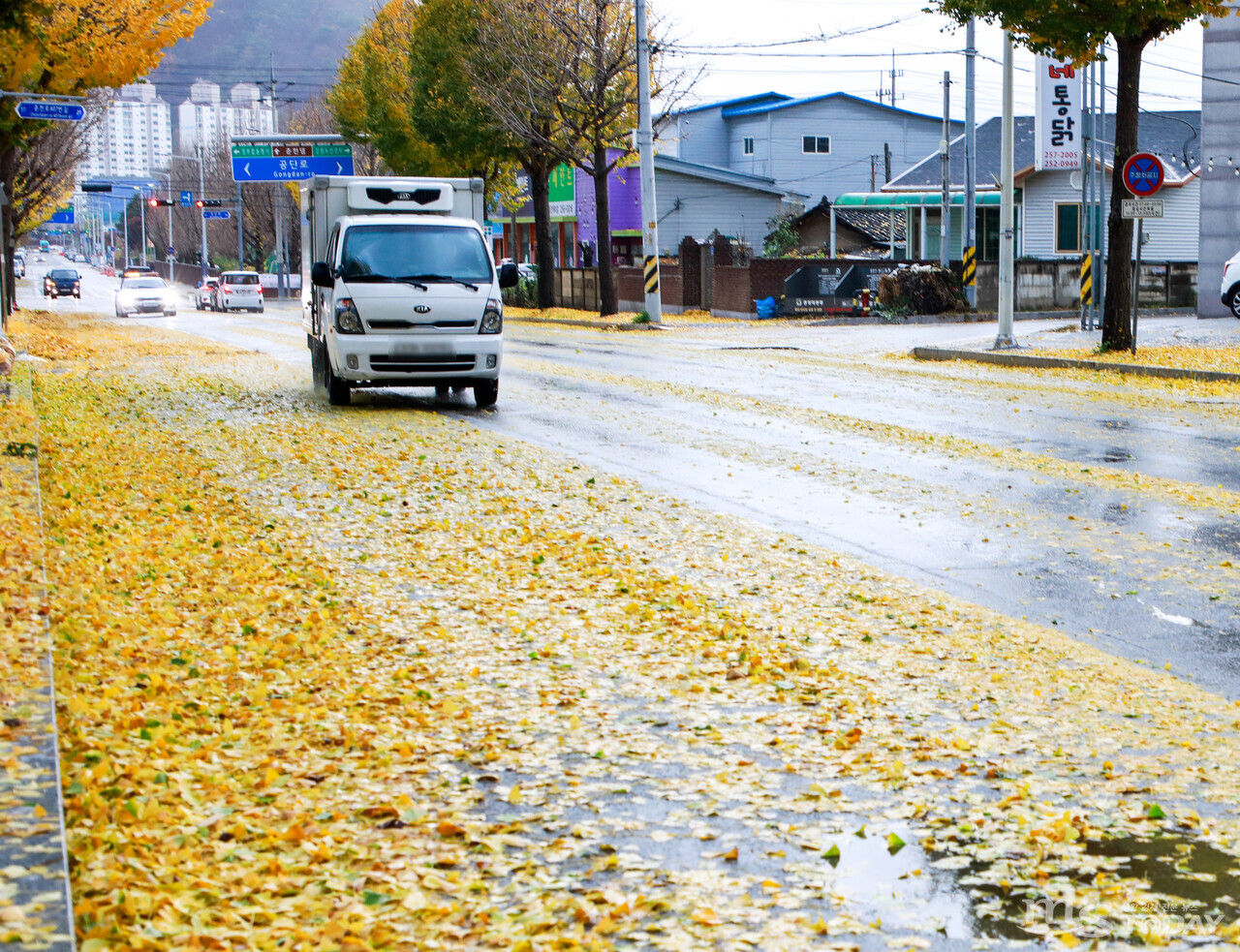 6일 오전 춘천 후평동. 도로까지 쏟아진 낙엽으로 차선이 가려지고 도로가 미끄러워 지나는 차량이 비틀거리고 있다. (사진=이정욱 기자)