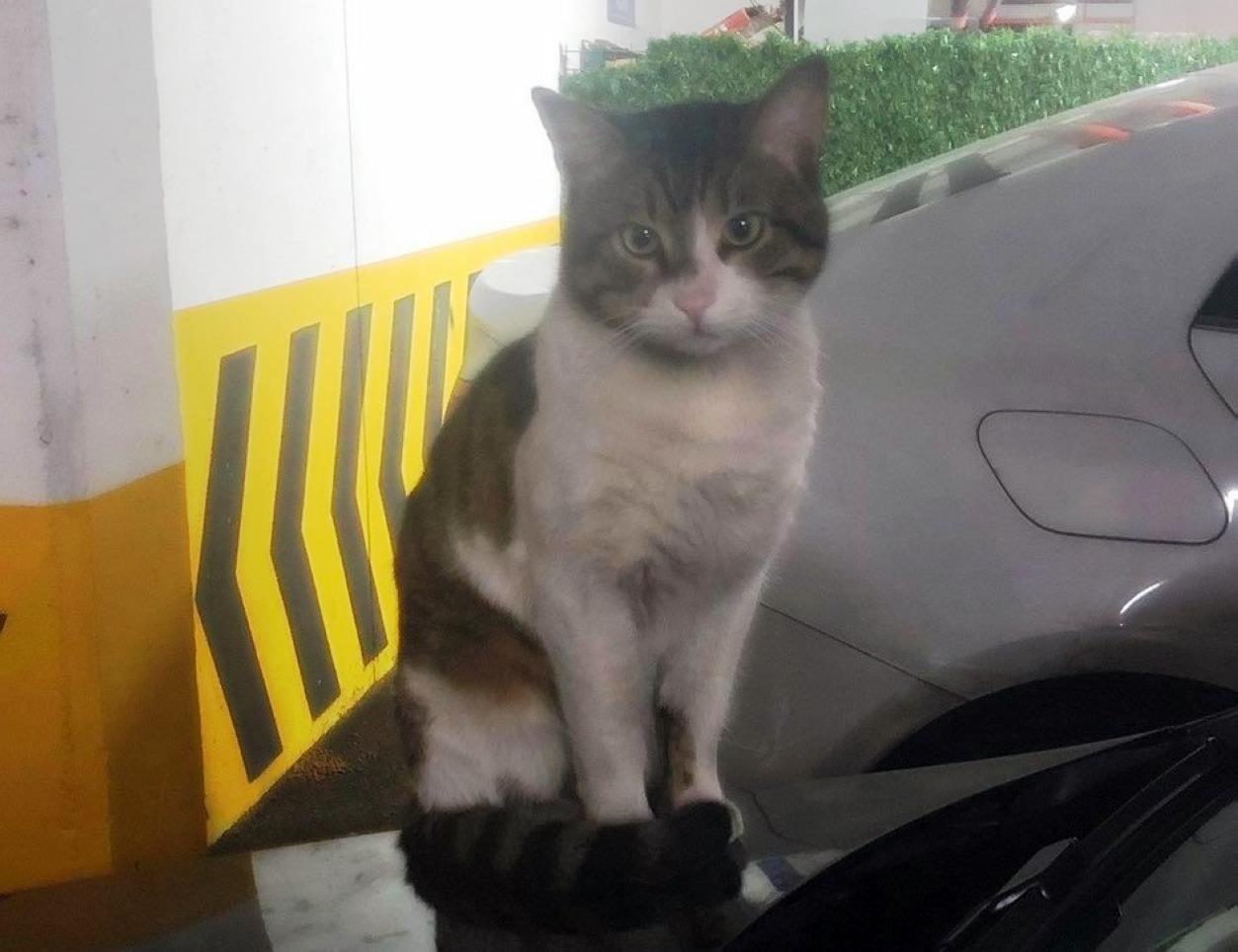 새해 첫날 살해된 고양이 '에로스'가 평소 주차된 자동차 보닛 위에 머물던 모습. 사진=연합뉴스